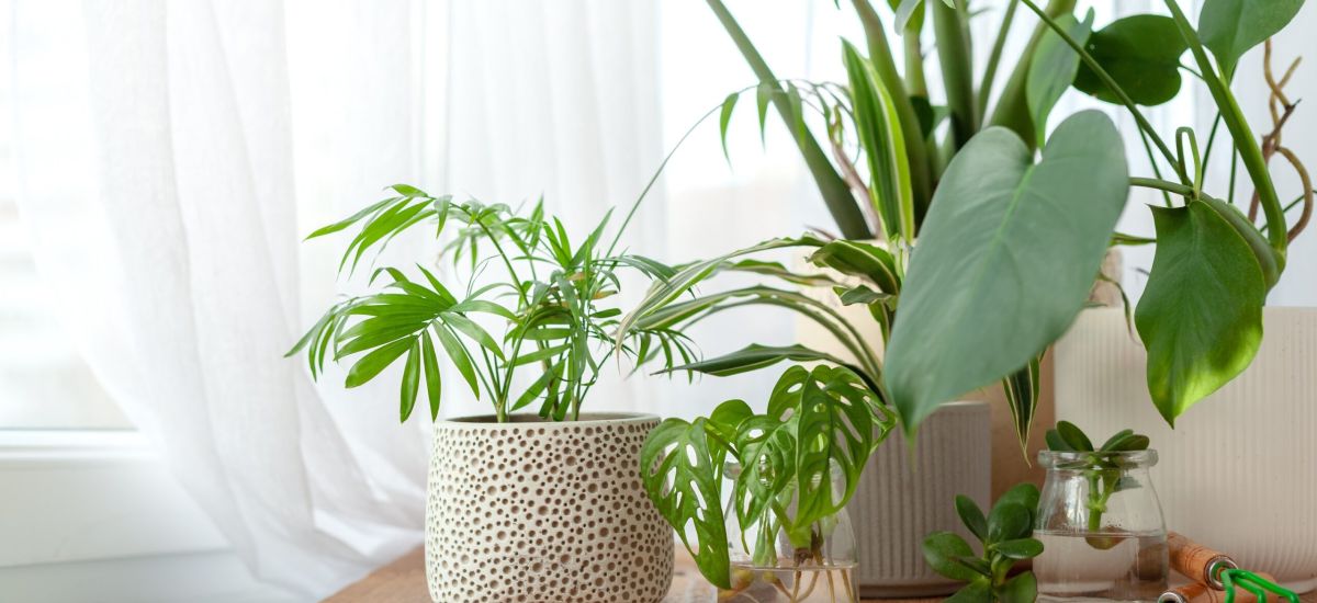Indoor Plants That Will Improve The Air In Your Home